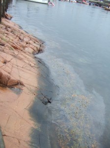 Spiraltång, blåstång och knöltång badar i utsläpp från en läckande båtmotor