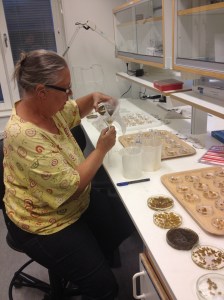 Fortplantning pågår! Arbetet med att föröka tång sker på lab under dygnets mörka timmar.