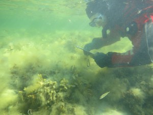 Spigg kontrollerar inventering av blåstång