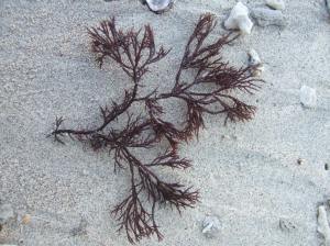 Den liknar vår svenska Furcellaria lumbricalis!