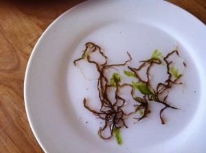 Annat att pynta bordet med - Dumontia med små Strutsallat´s blad