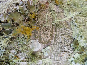 Busklav, bladlav och skorplav på trädstam. Vackert!