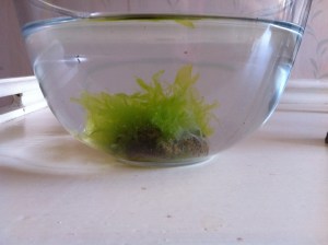 En skål med Strutsallat att pryda middagsbordet med.