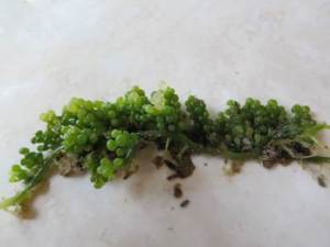 De druvlika klasarna hos Caulerpa krossas lätt vid transport.