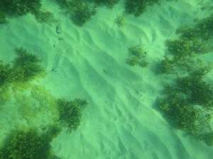 Plattfisken vilar bland tången.