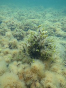 Blåsor på blåstången - inte en självklarhet.