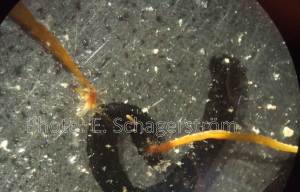 Små fragment av smaltång har bildat rhizoider och fäst sig på botten av en skål.