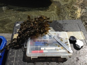 Könsbestämning av tång med lupp och skalpell.