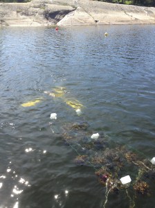 Utsimmning av tång-galler med flytbojar.