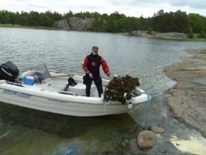 Susanne Qvarfordt står redo att sätta ut tång.