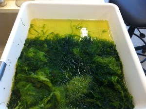 Tarmtången släpper ut sina  sporer så att vattnet färgas grönt.