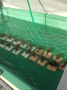 Tångtoppar på tillväxt