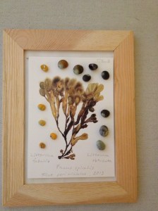 Littorina Tjärnö 2013 001