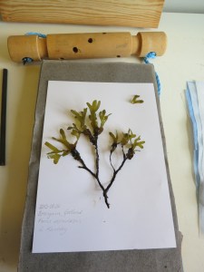 Lägg ut tången så att den passar in fint på pappret.