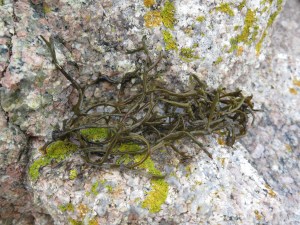 Pelvetia caniculata - nytt artkryss