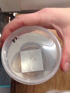 Fyra små fragment på en kakelplatta