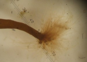 Ett fragment smaltång har bildat nya rhizoider och fäst mot botten i en petriskål.