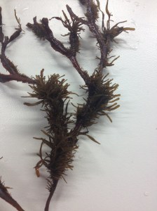 Det kan vara många fragment på en liten bit smaltång