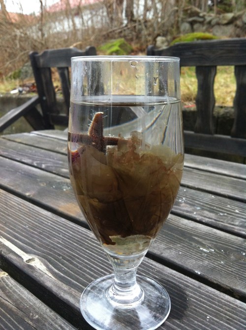 nyårsskål för alger