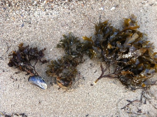 Olika stora tångplantor som spolats upp på stranden med tillbehör