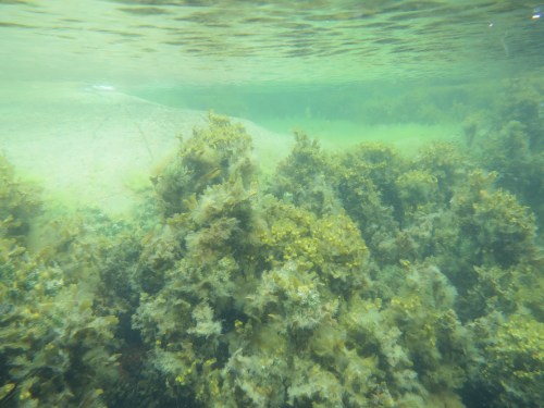 Skogen under ytan är också värd att besöka