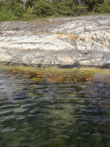 Blåstång, grönslick och granitklippa. vackert!