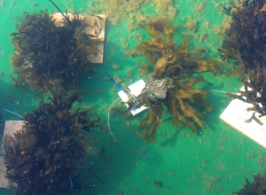 smaltång+ blåstångskagudde