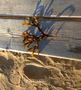 Smaltång från första kvällen