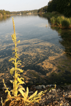 algbloming o kungsljus