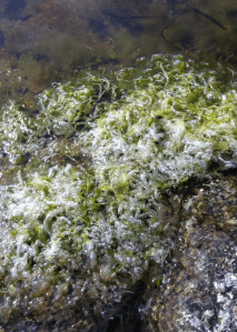 Enteromorpha har reproducerat sig