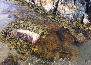 Sargassosnärja och tång