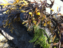 smaltång med påvxät