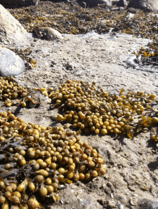 spirlatång torr receptakler