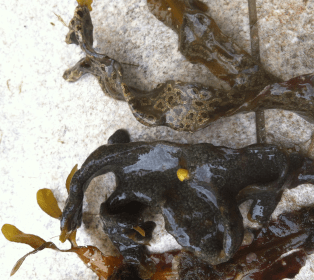 botryllus och botrylloides