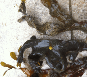 botryllus och botrylloides