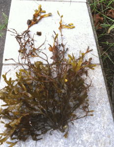 spiraltång hårt betad