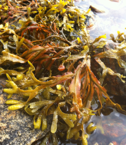 spiraltång nya receptakler