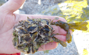 ostron yngel o tång