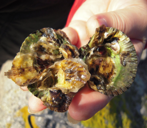 ostronpå hjärtmussla20141024