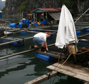 Daniel plockar alger