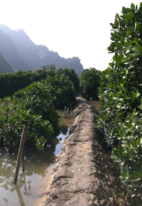 Rhizophora utmed damm kant