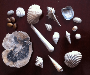 skal från mangroven