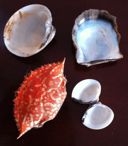 skal från maträtter