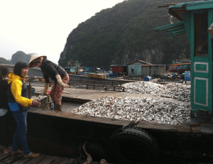 skräpfisk försäljning