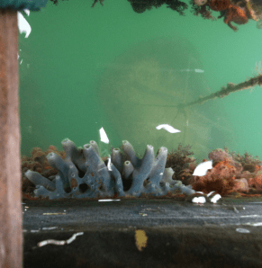 svampdjur, blå o röda