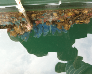 Svampdjur och ostron