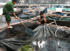 tvätta i sötvatten