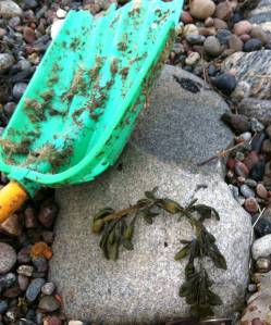 5 KNöltång o spade