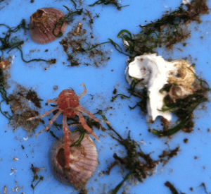 8Trollhummer o havstulpan