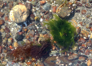 7Monostroma Dumontia